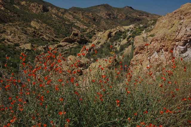 Globe Mallow along the Apache Trail